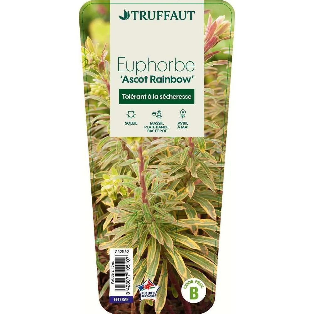 Euphorbe Ascoot Rainbow C2L