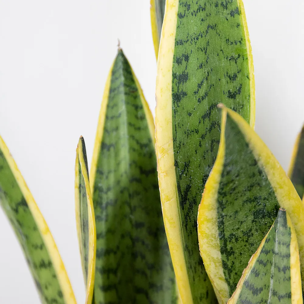 Sansevieria 'laurentii' xl – lady's tongue – succulente – easy care – ⌀17cm – ↕55-65 cm